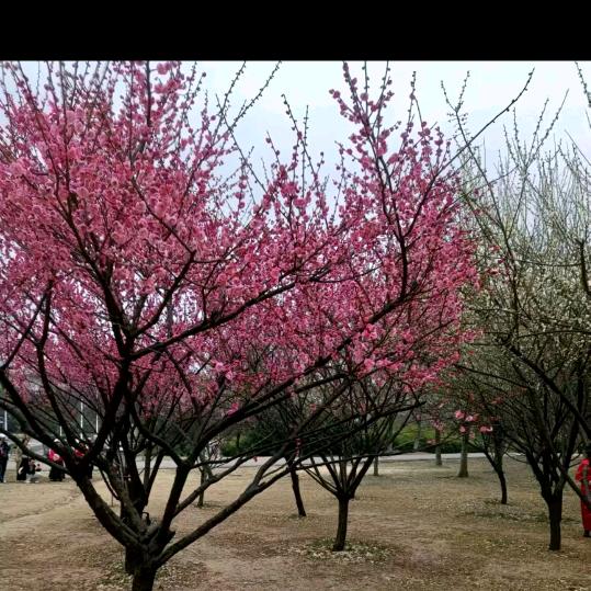爱在冬天🌹🌹❤❤☔（1314）