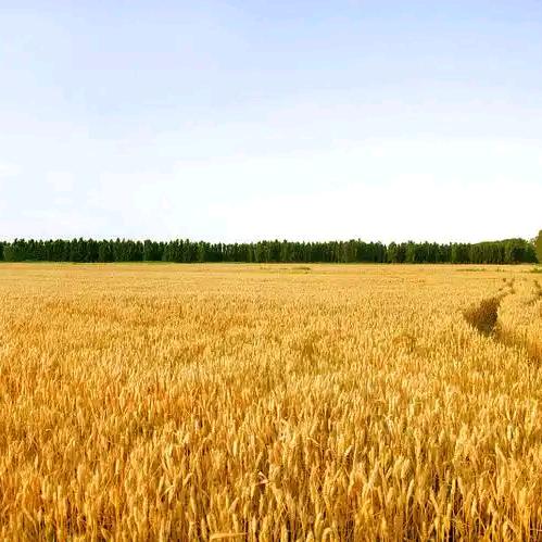 一片金色的麦田