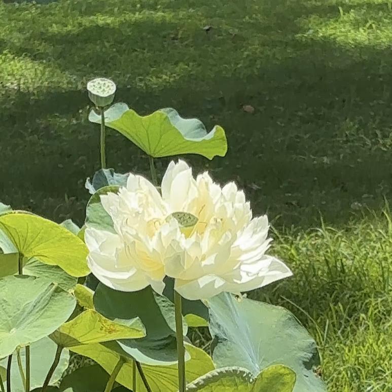 璟瑜