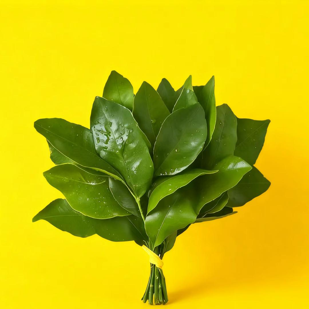 叶子🌿((🌑⥎🌑))🌿