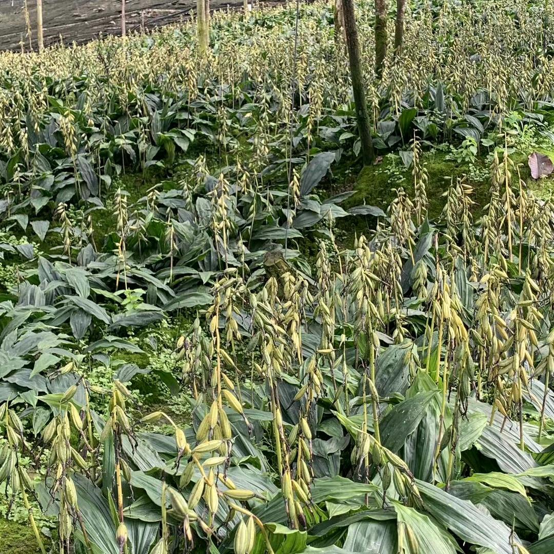 钓鱼哥➡️毛慈菇