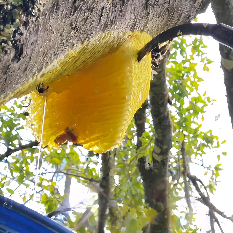 佛山找蜜人小胡