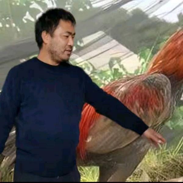 平哥养殖