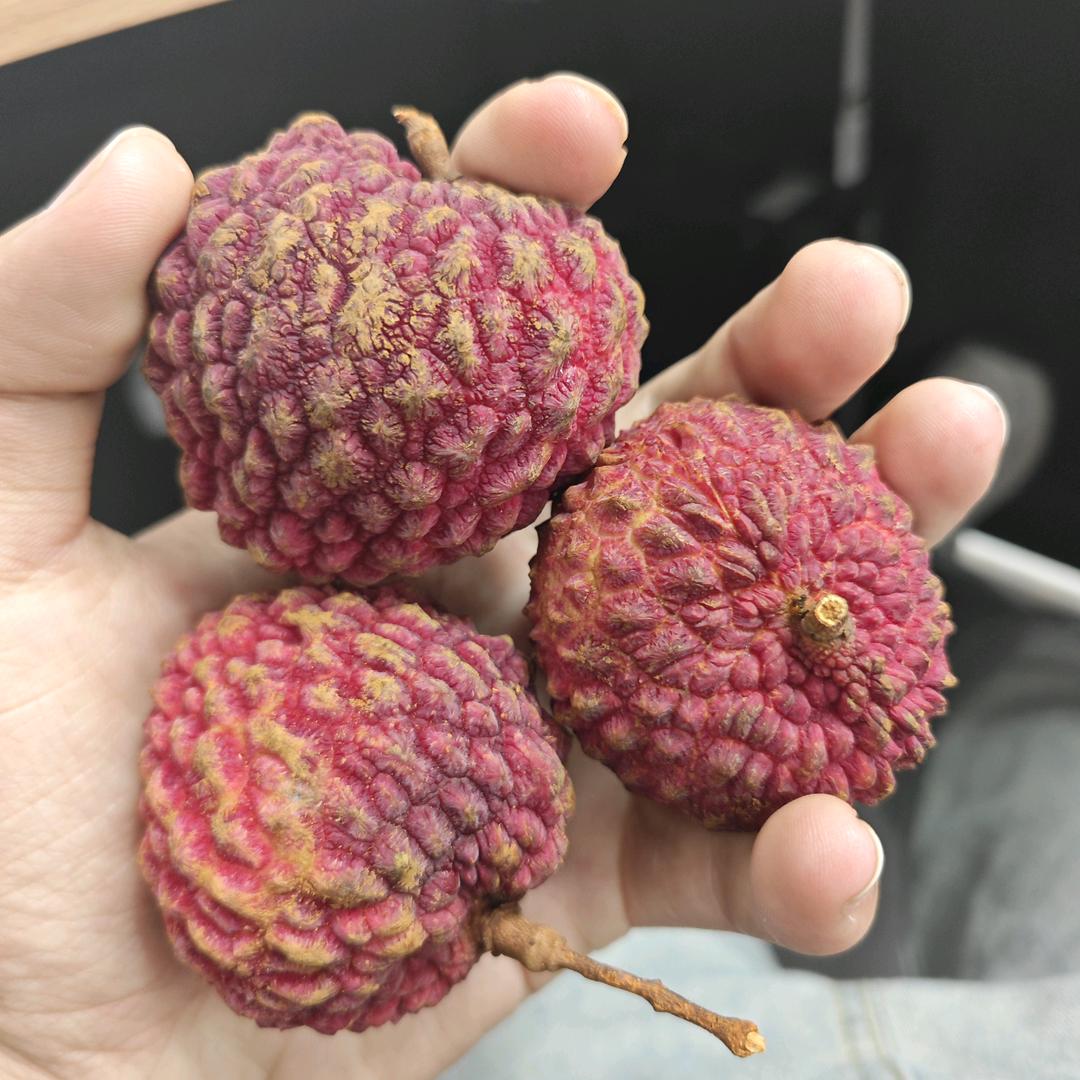 小杨羊（诚信互关）