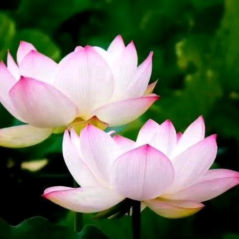 中医理疗美容工作室