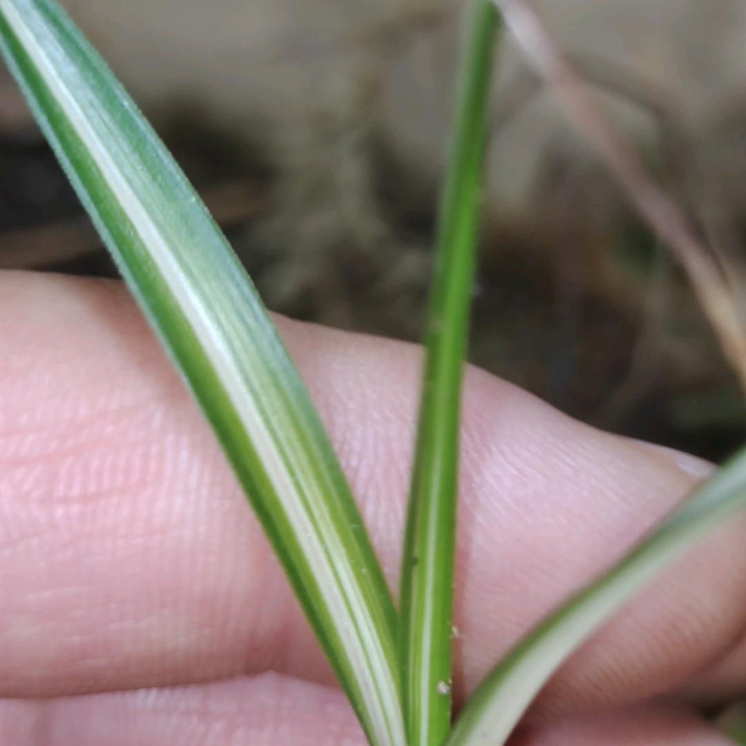 小勇山货艺植园