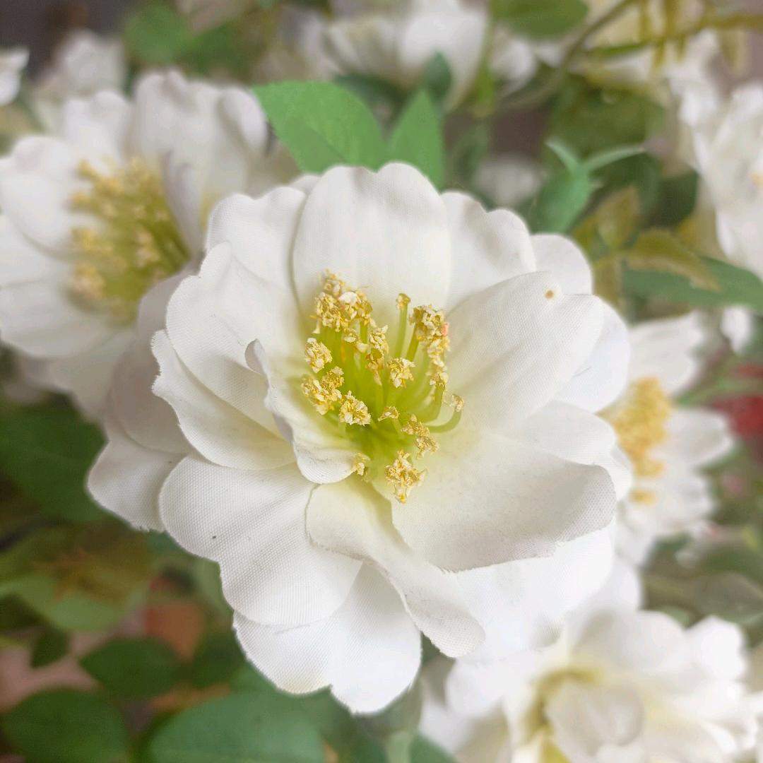 如花美眷