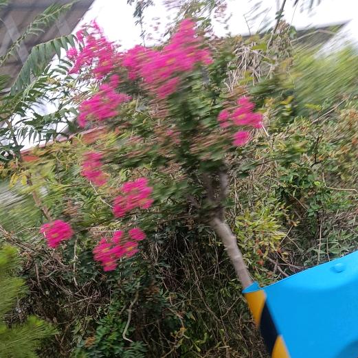 玫瑰