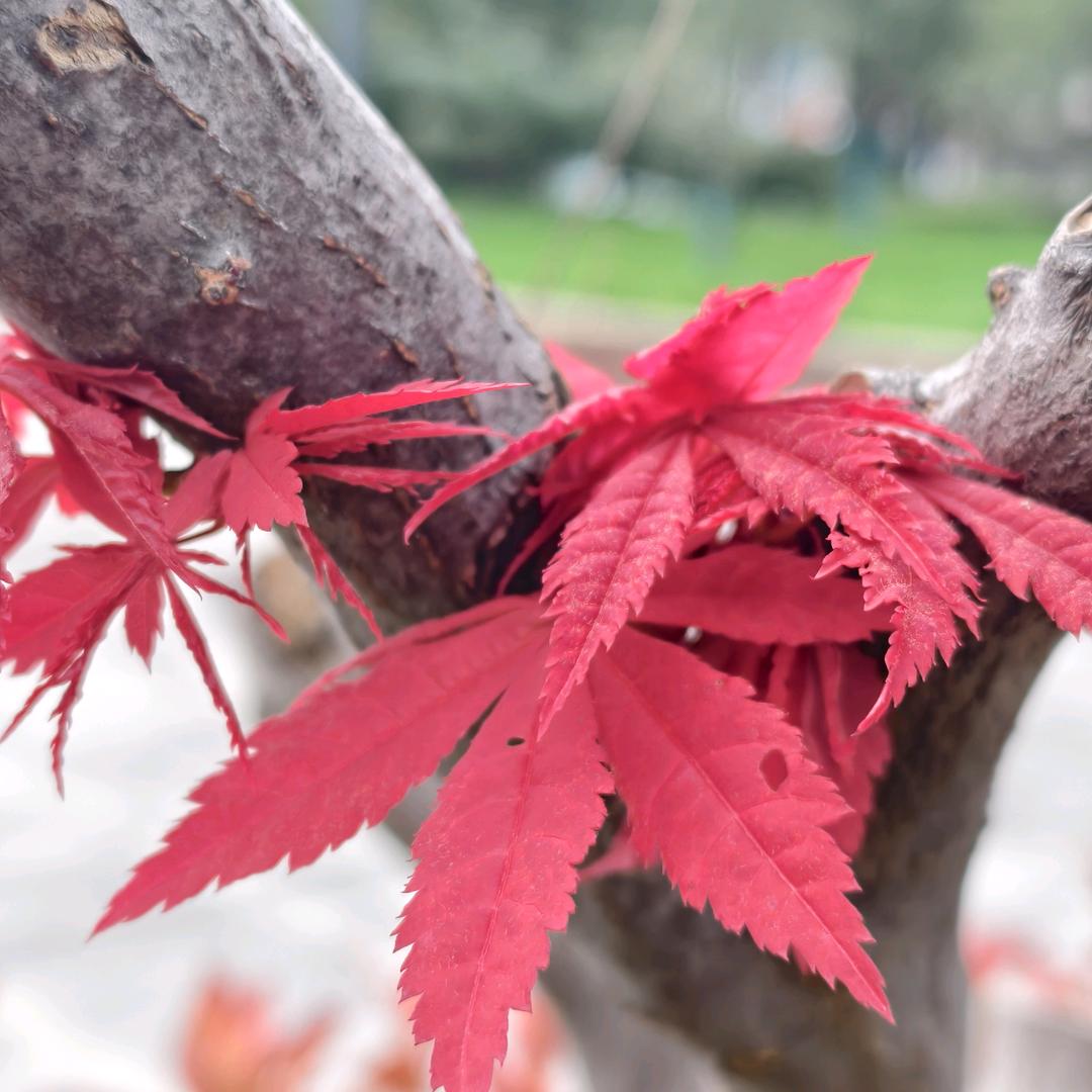 雨丝。直播天天在继续
