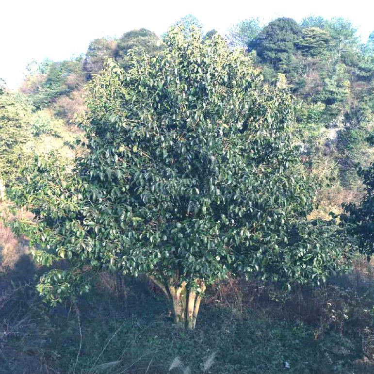 茶哥