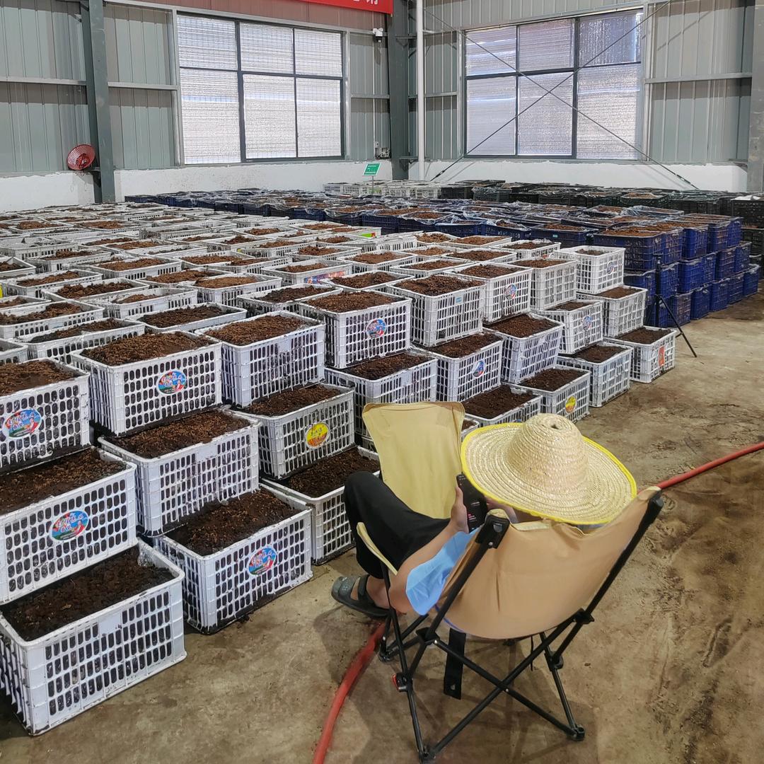 全国首家室内筐栽天麻种植小飞