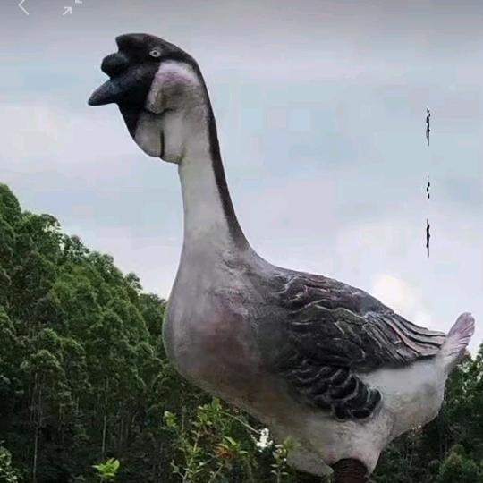 鹅的缘 爱说爱笑爱朋友