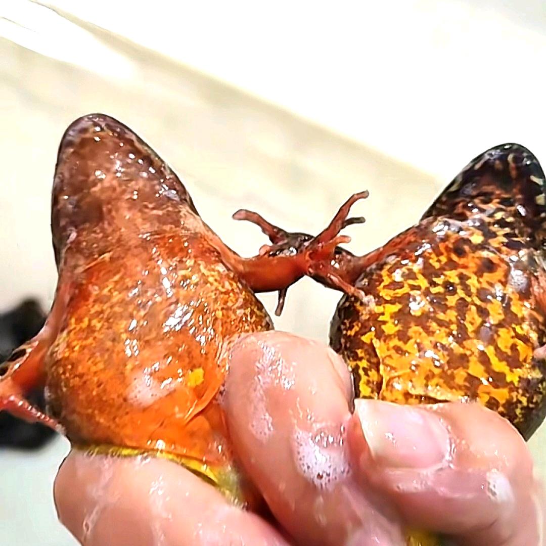 通河龙宇林蛙山特产