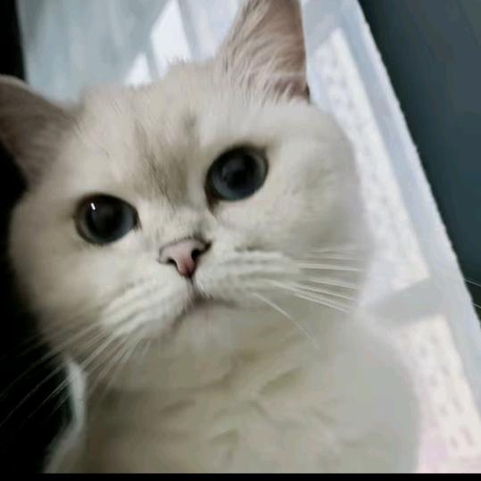 肥猪练腹肌123