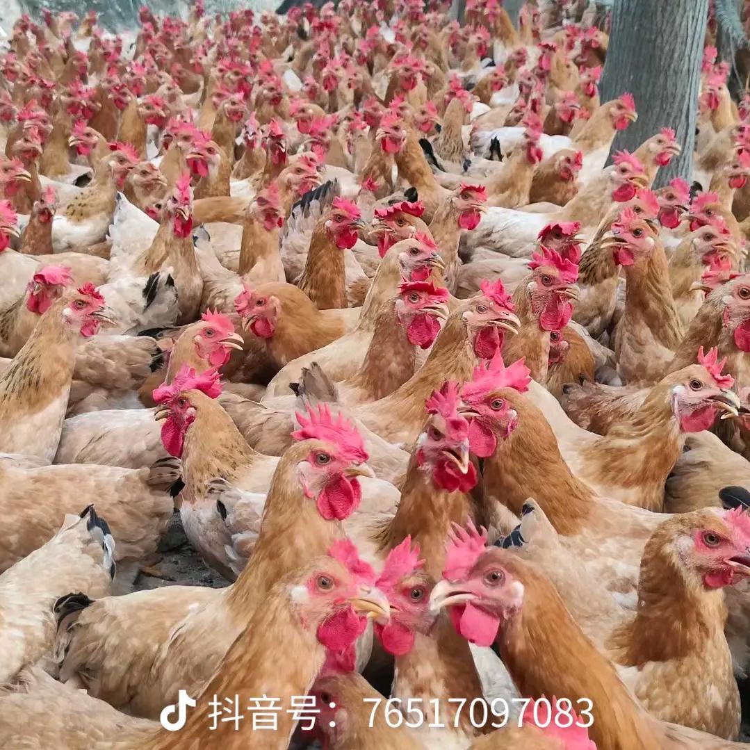 永兴活禽批发，（湖南永兴）