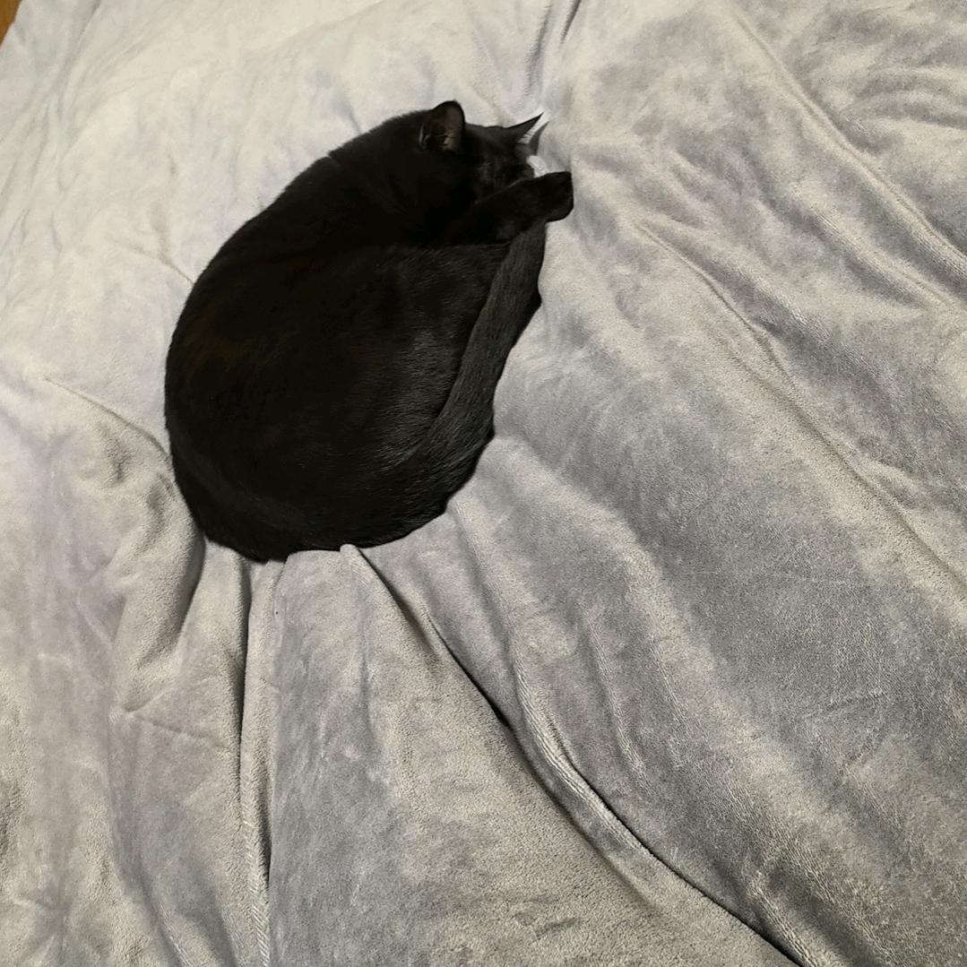 邓馋猫