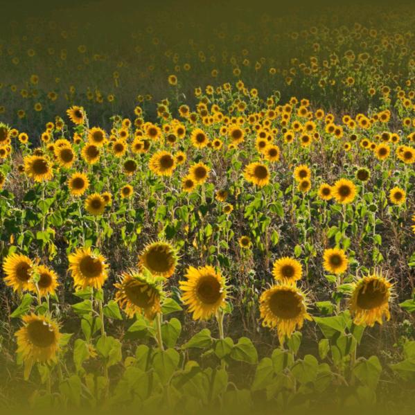 卖房子的郭小棉