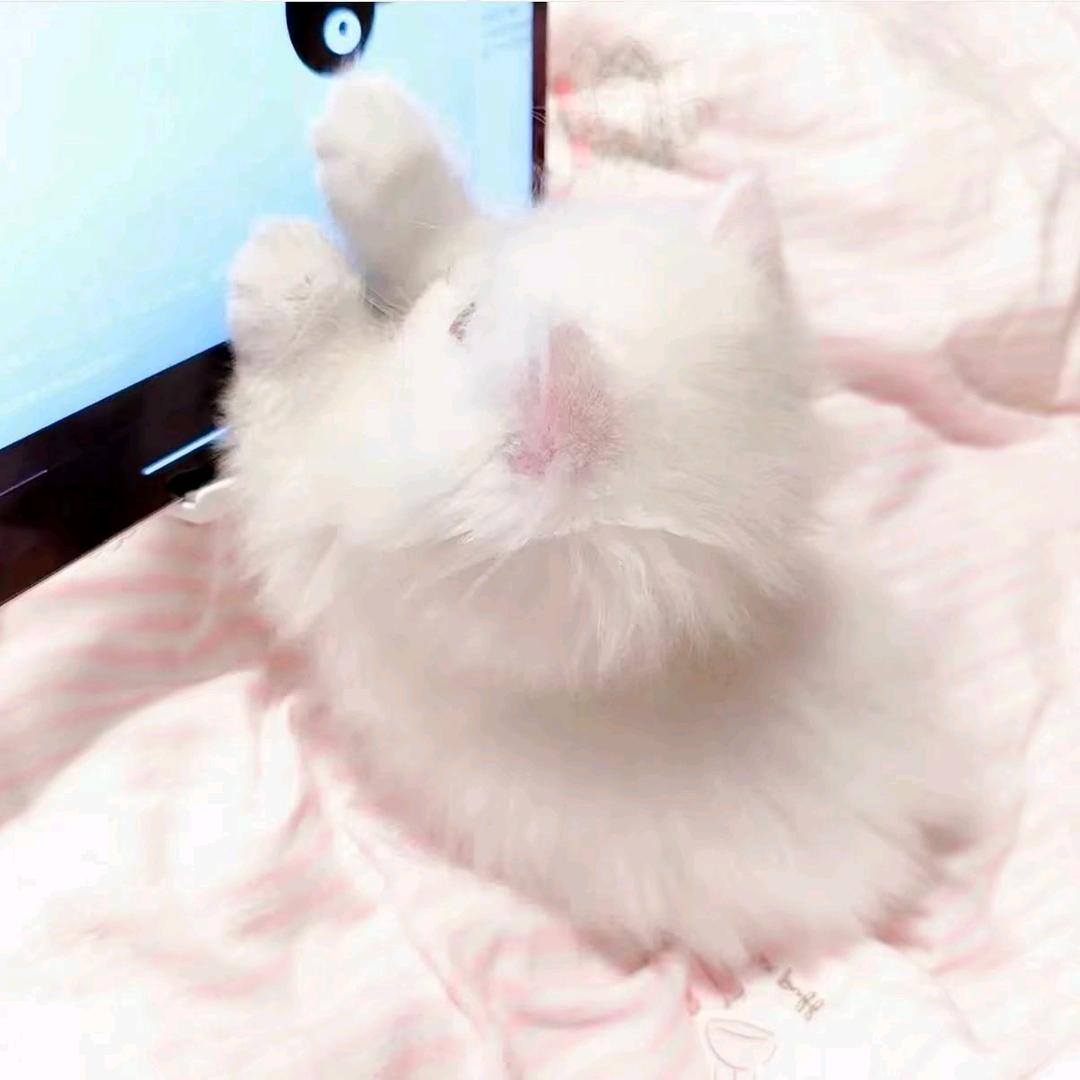桑榆