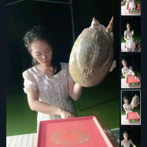 鑫泉生态甲鱼2号