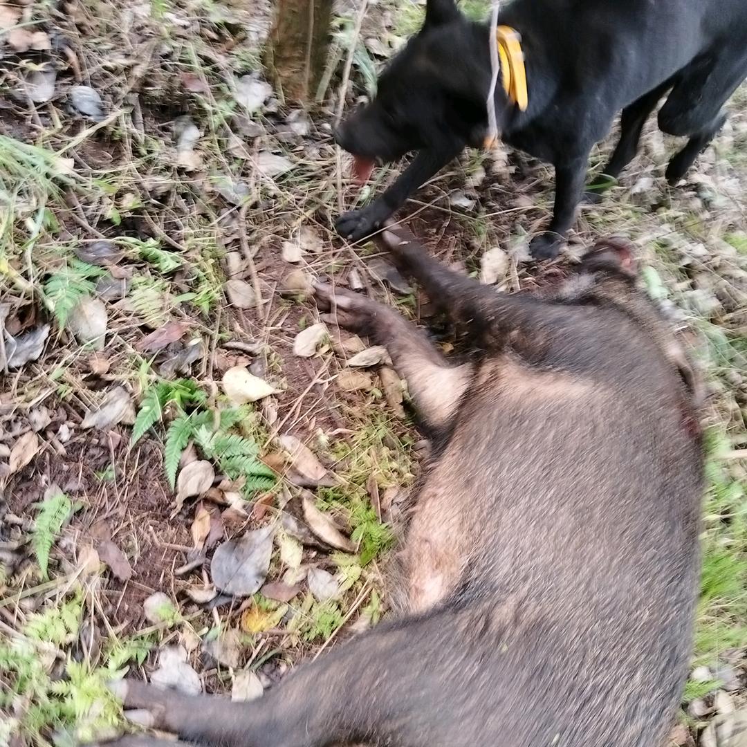宣威护农犬舍  （家彦）