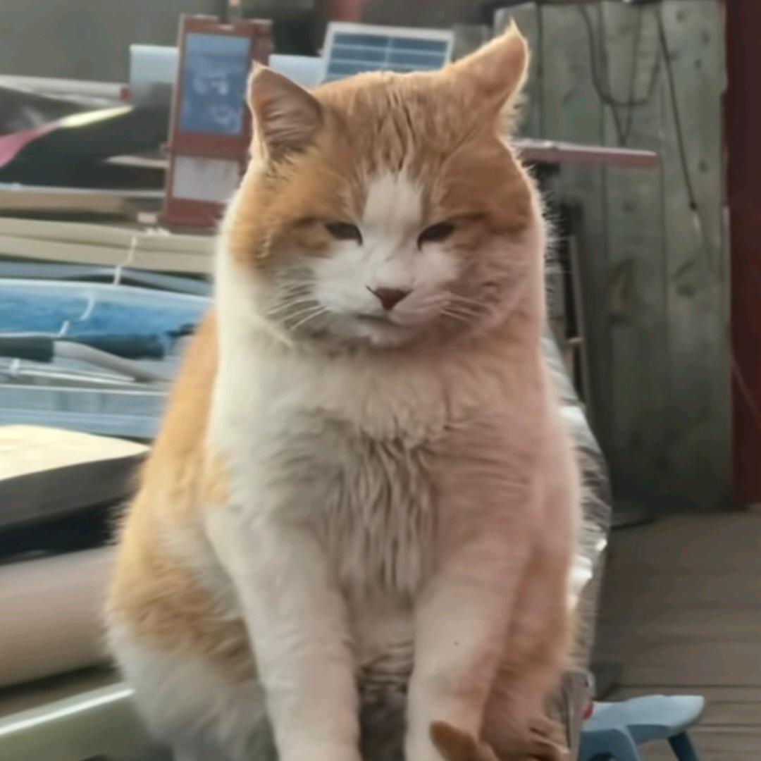 不过四级不改名不瘦到九十不改名