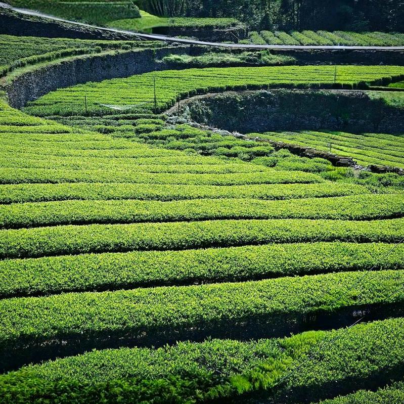 元元的茶园