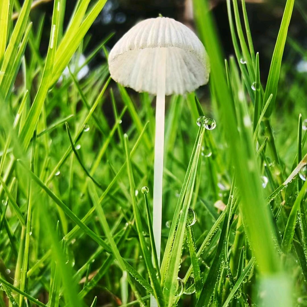搓搓