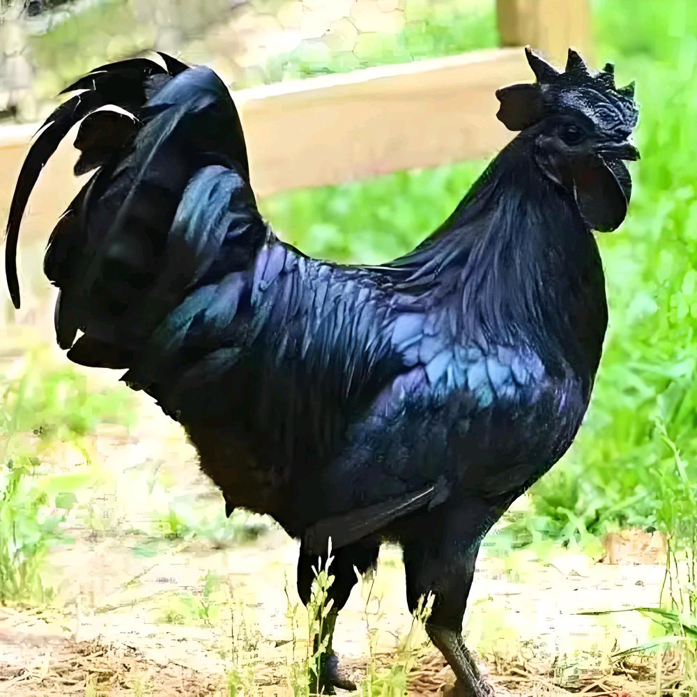 倔强的石头