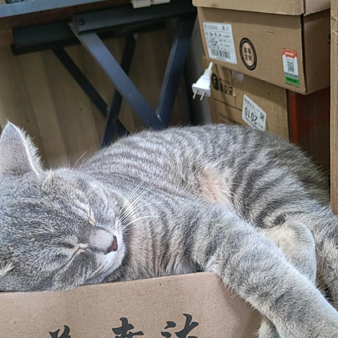 爱吃猫条