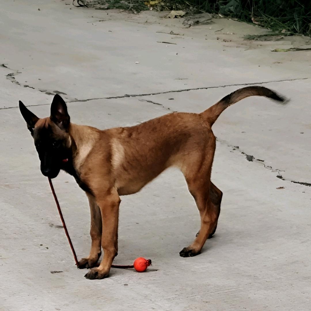 姓傅就在你眼前。