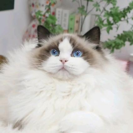 叮当家的猫【兰州】