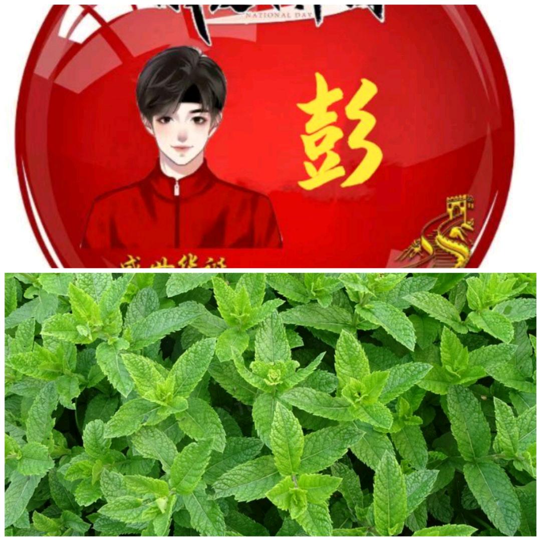 昊欣～薄荷种植