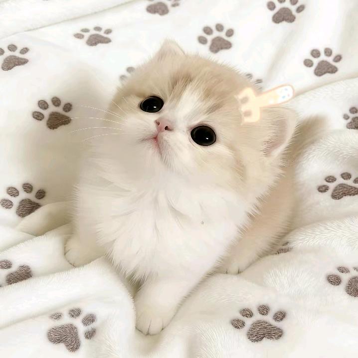 爱喝紫菜蛋花汤.