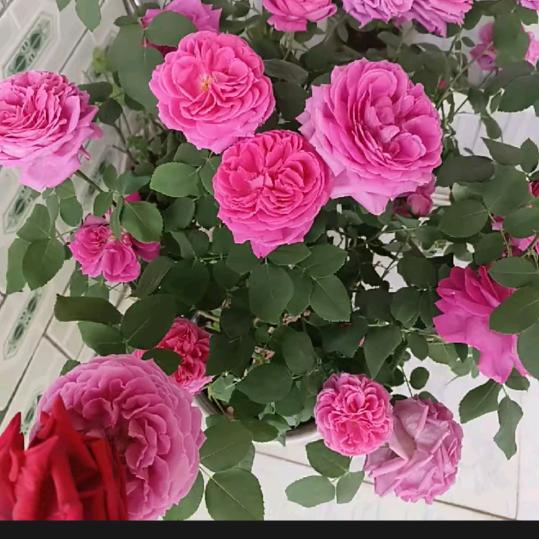花开槐