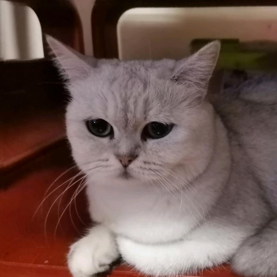 赶明都上