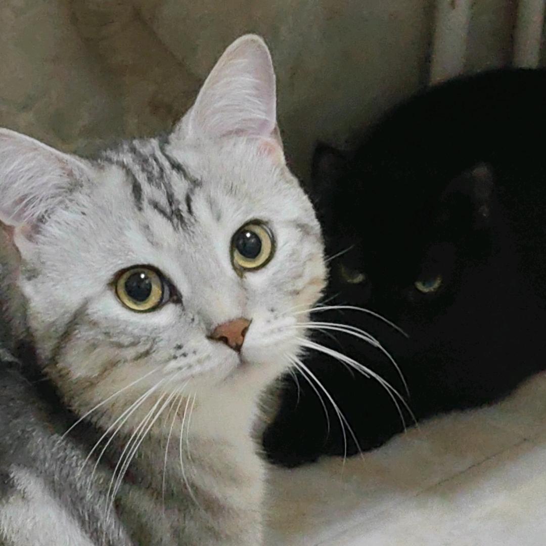 蛋炒饭女王陛下