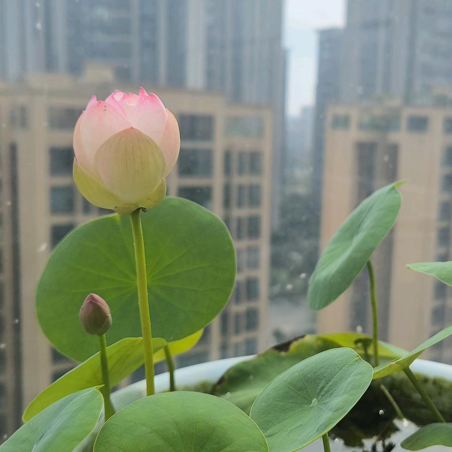 花开富贵121