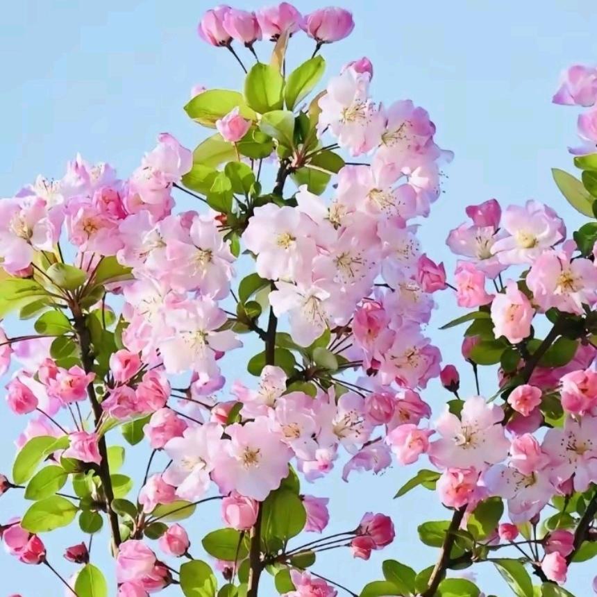 娟子