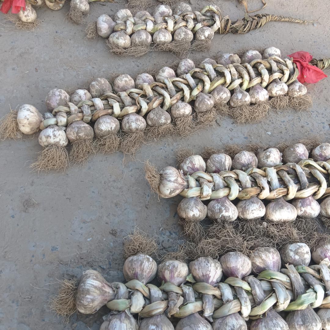 大蒜出蒜机，人工机器摆播，大蒜一条龙服务