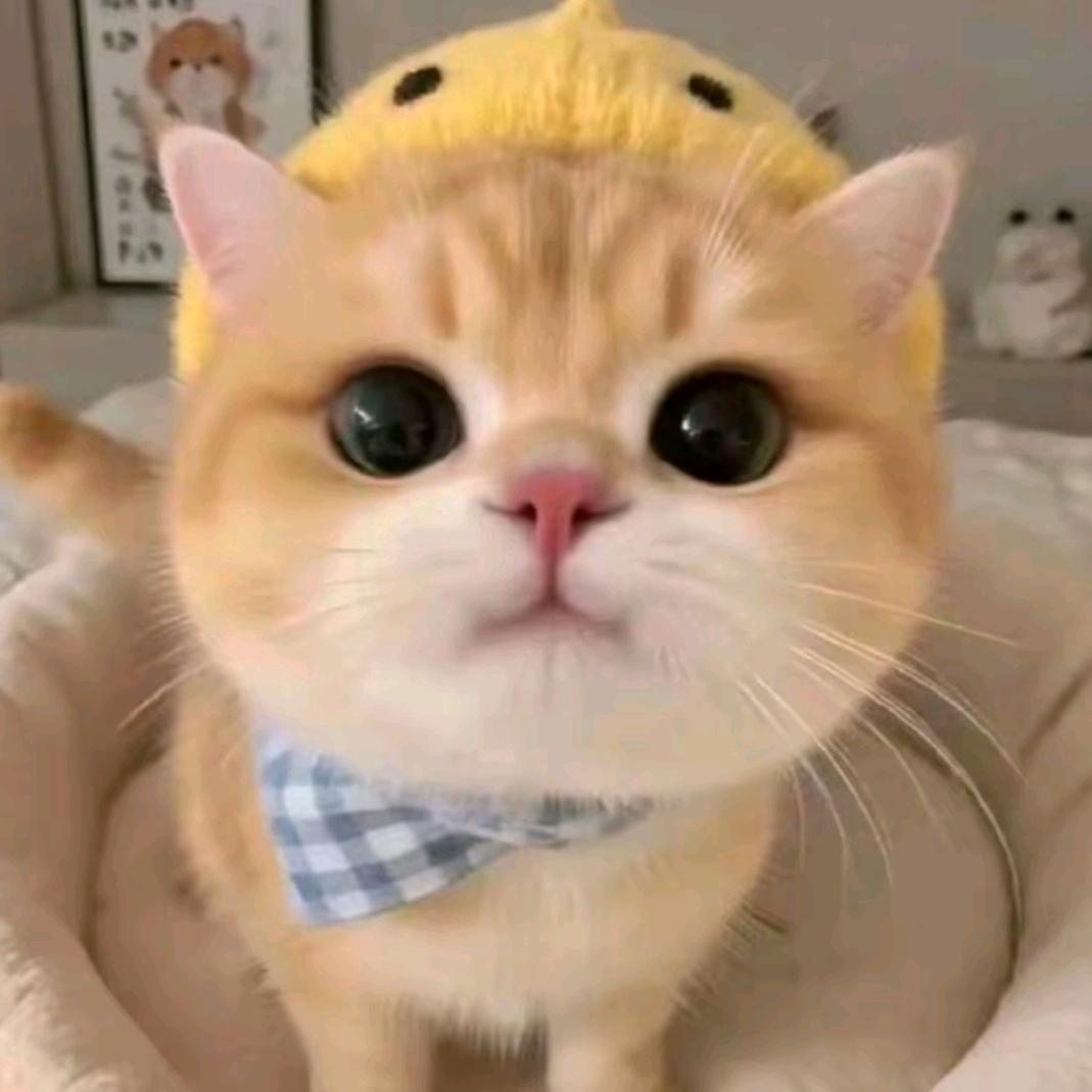 罕如予下.🐯