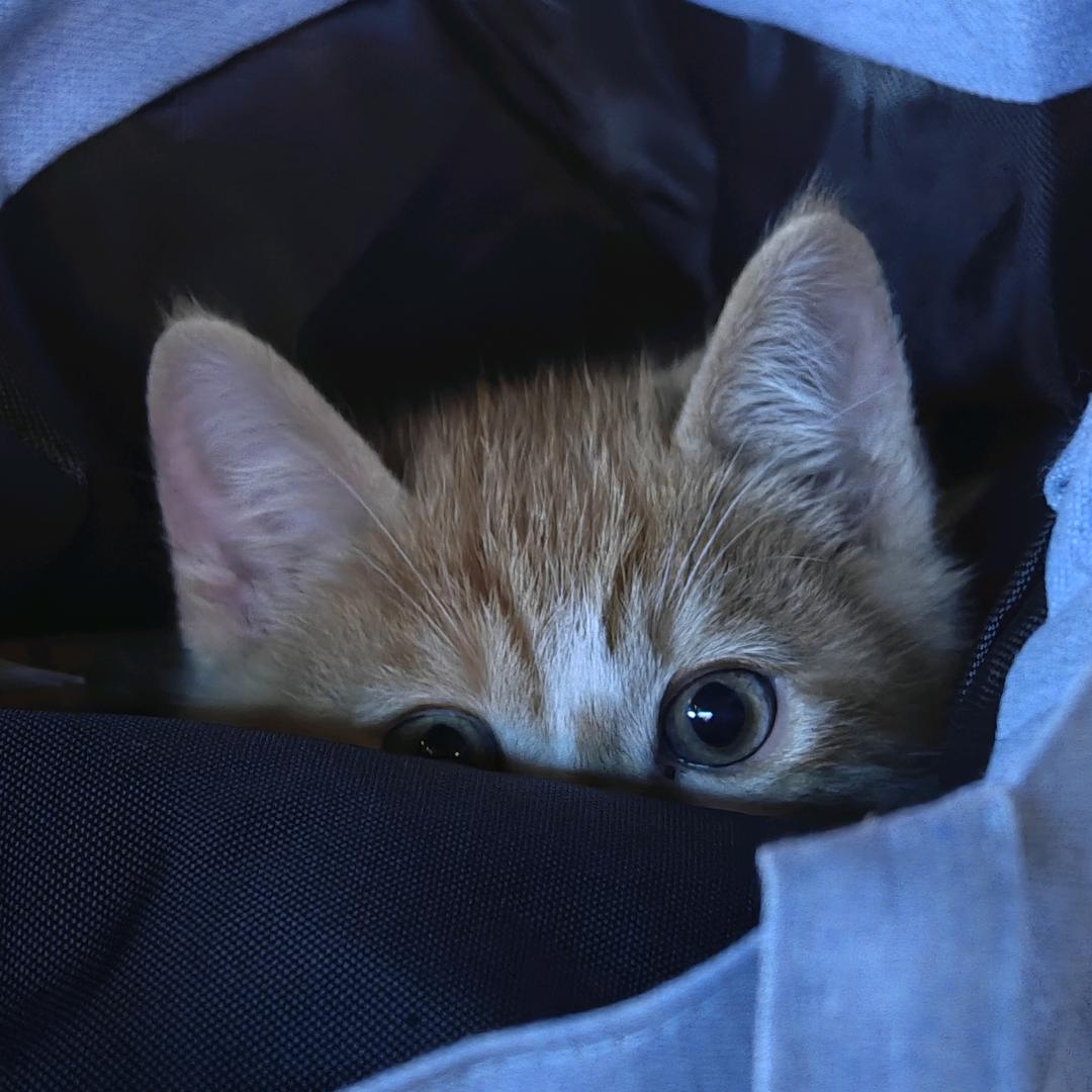 “鲨猫现场”