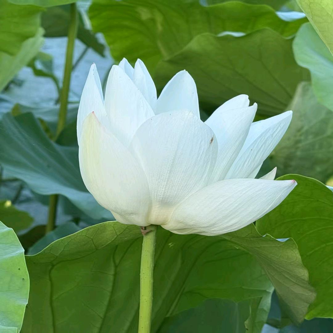 冰冰.