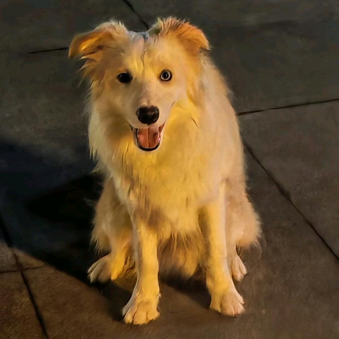 懒熊是真的🐩