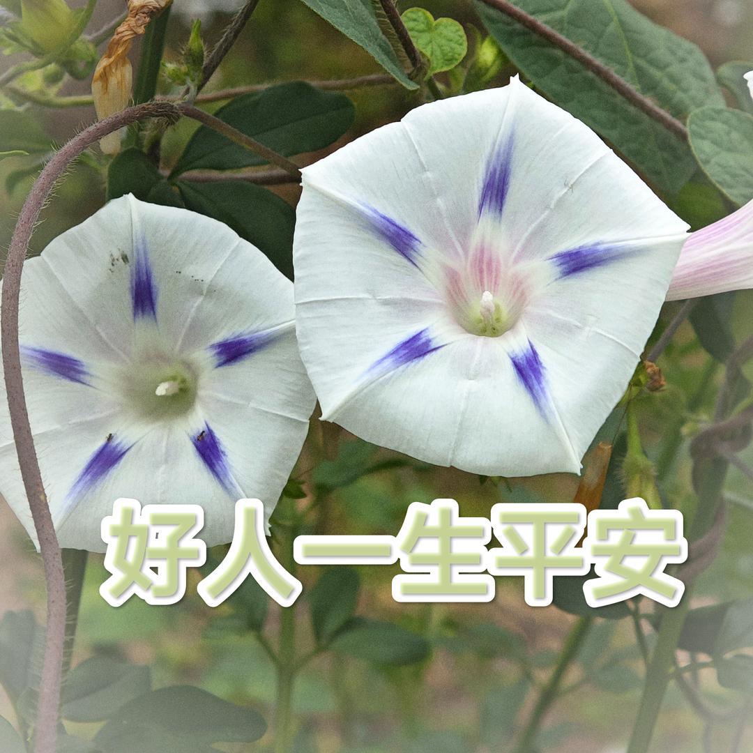 好人一生平安