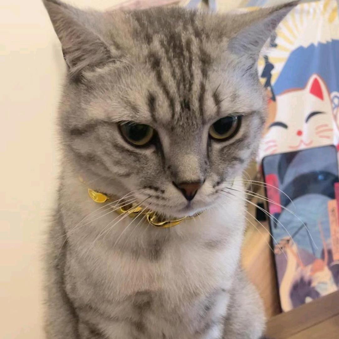 猫佬板(穿孔版)