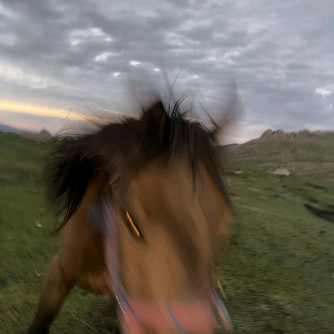 在珠峰烤串的蟑螂