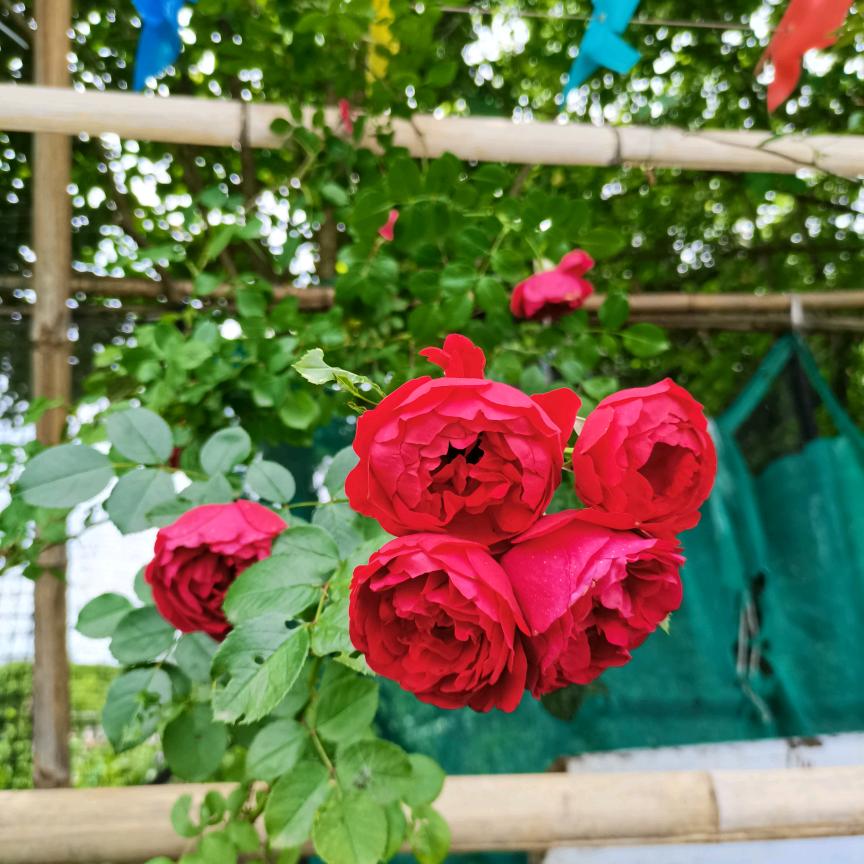 嵊州蔷薇山庄农场主