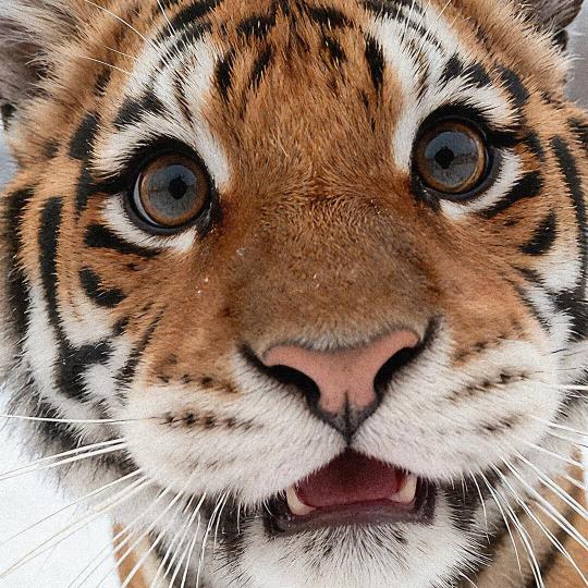 被嫌弃的小纠结