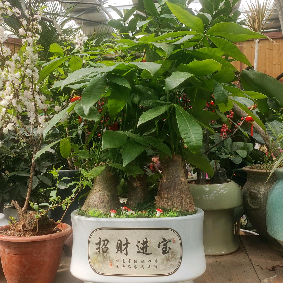 正川商务☞榔子