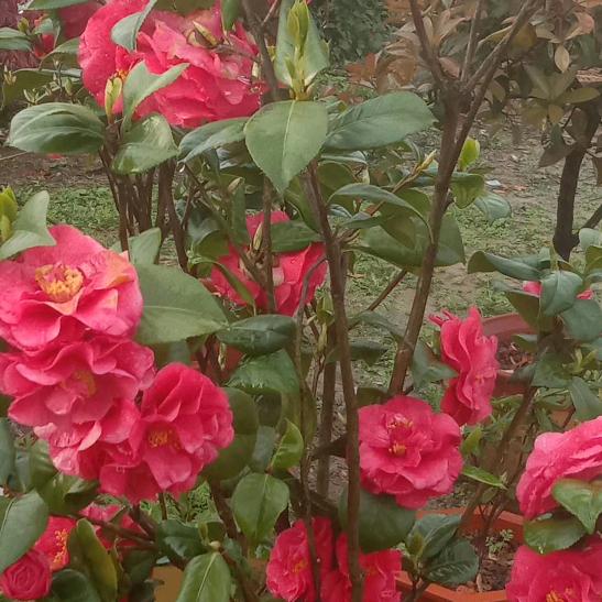 惜🌷🌷缘